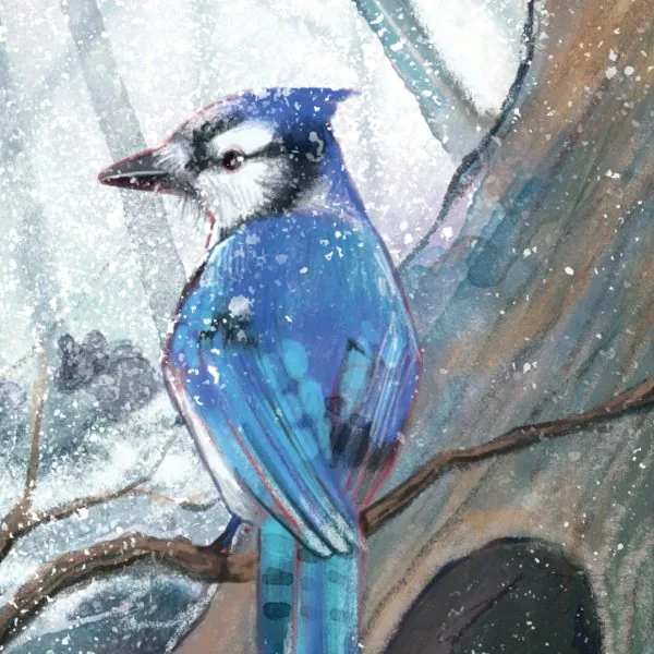 A blue jay perched in the snowy woods